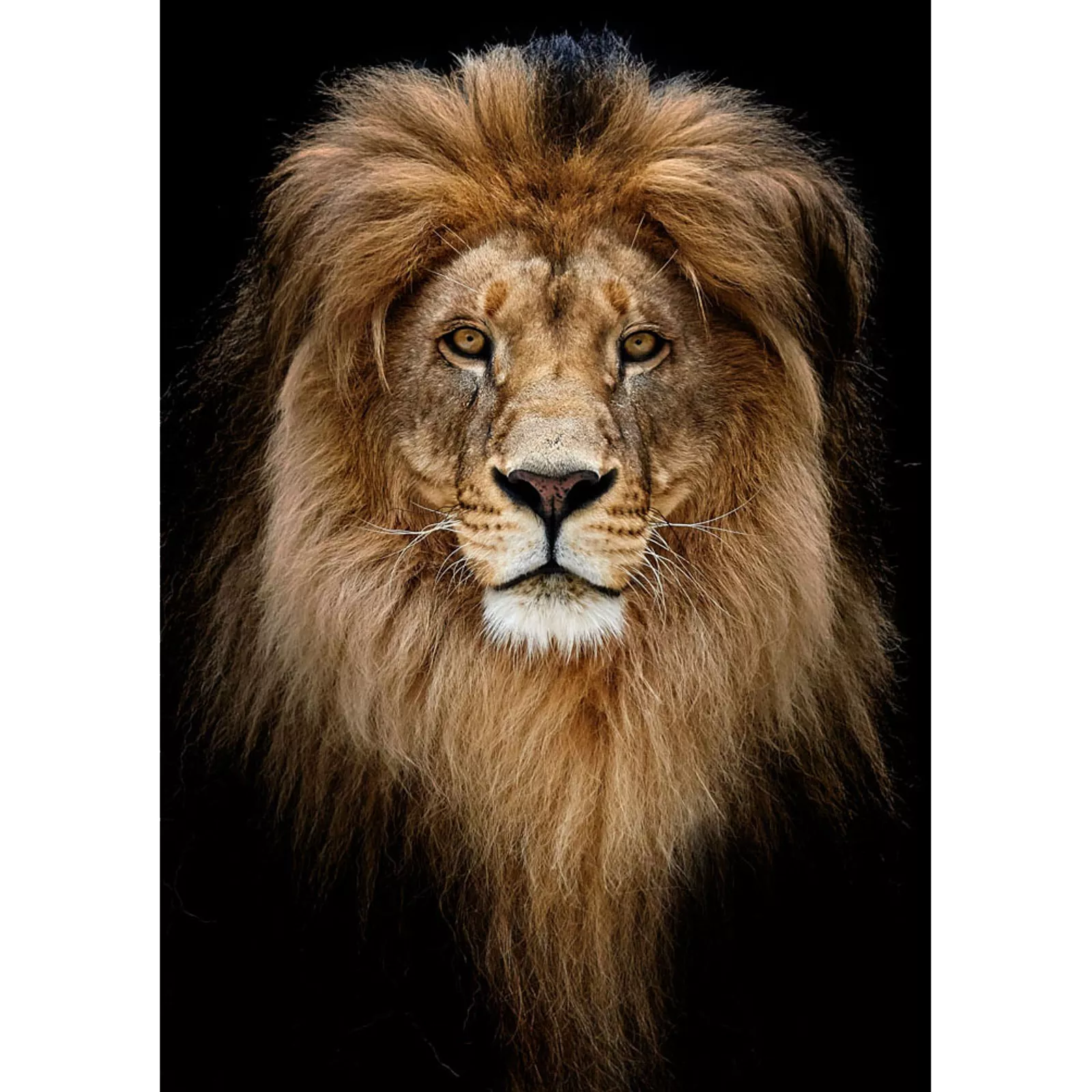 Wanddecoratie Lion King 80x120